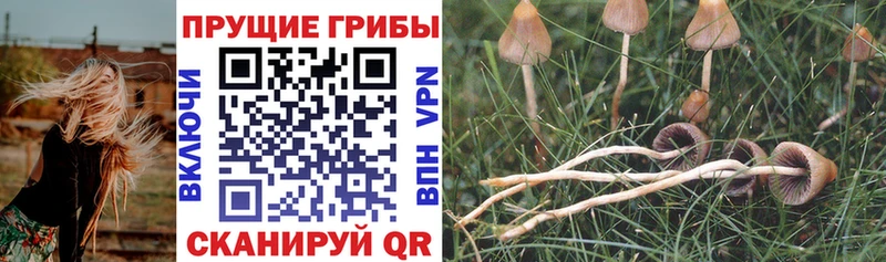 Псилоцибиновые грибы Magic Shrooms  Тольятти 